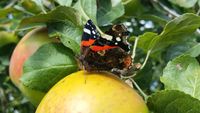 Schmetterling sitzt auf einem Apfel