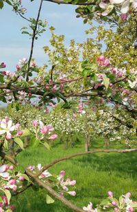 Apfelblüte in der Alten Apfelei